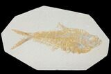 Fossil Fish (Diplomystus) - Green River Formation #119646-1